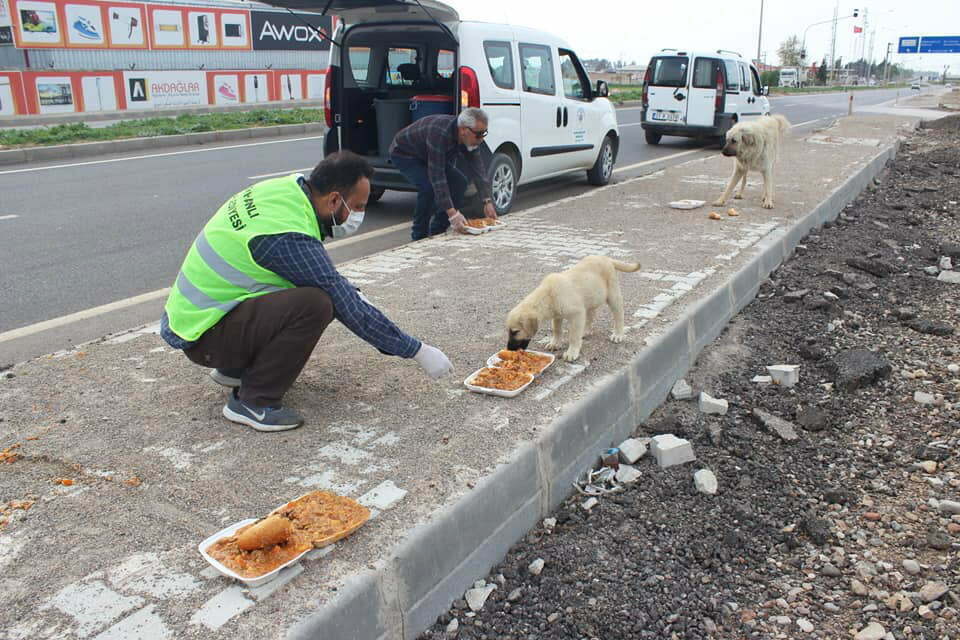 Reyhanlı’da Sokak hayvanlarına yiyecek ve su bırakıldı