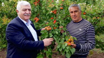 Tokdemir: Amik Ovası´nda yetişen kayısı için devlet desteği sağlanmalı