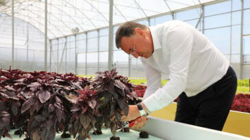 BAŞKAN SAVAŞ İLK HASADI YAPTI