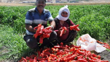Güvercin Gübresi İle Biber Ve Patlıcan Yetiştiriyor