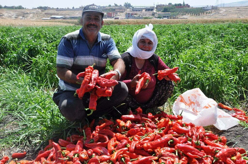 Güvercin Gübresi İle Biber Ve Patlıcan Yetiştiriyor