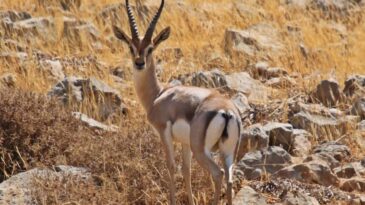 EXPO 2021 MASKOTLARINA YURT DIŞINDA BÜYÜK İLGİ VAR