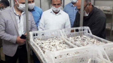 Faydalı Böcek Üretimi Yapan İşletmeye Ziyaret