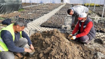 HBB’NİN ÜRETTİĞİ BİTKİLERLE HATAY DAHA YEŞİL OLACAK