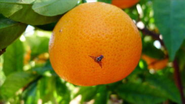 Meyve Sineği Tehdidi