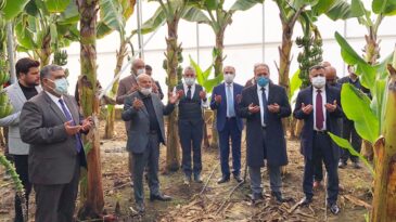 Muz Serasında İlk Hasat