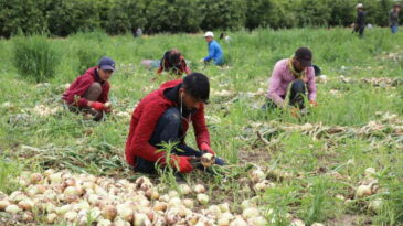 SOĞAN ÇİFTÇİNİN YÜZÜNÜ GÜLDÜRMEDİ