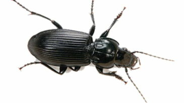 Reyhanlı Belediye Başkanlığından DUYURU