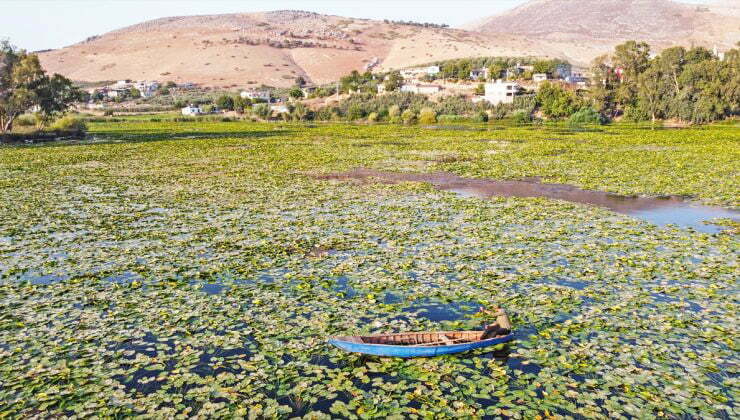 Su Sümbülleri Gölbaşı Gölü’nü Yeşile Boyadı