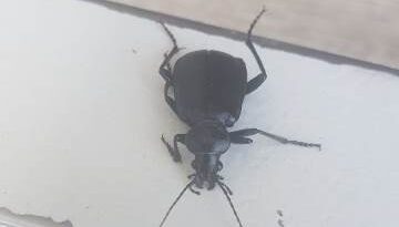 HBB’DEN ÖNEMLİ DUYURU