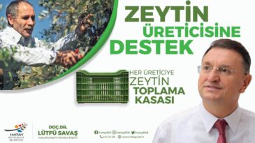 BÜYÜKŞEHİR’DEN ÜRETİCİYE ZEYTİN TOPLAMA KASASI