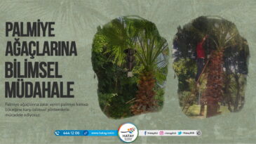 BÜYÜKŞEHİR’DEN PALMİYE ZARARLILARI İLE MÜCADELE