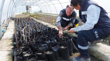 BÜYÜKŞEHİR HALHALI ZEYTİNİ GELECEĞE TAŞIYOR