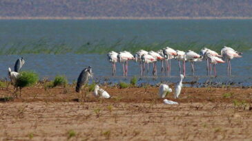 50 YIL SONRA KUŞLAR YUVASINA DÖNDÜ