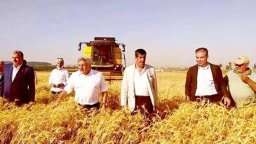 AMİK OVASINDA BUĞDAY HASADI BAŞLADI