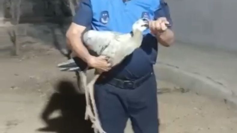 Göç yolunda, bitkin düşen leylek bakıma alındı