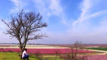 Çiçek açan ağaçlardan kartpostallık görüntü
