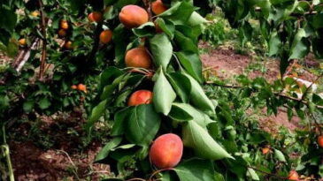 AMİK OVASINDA, MEYVECİLİKTE KOOPERATİFLEŞMEYE GİDİLMELİ