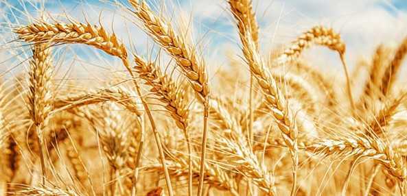 Çiftçilere buğday için 1 TL, arpa için 0,50 TL prim desteği ödenecek