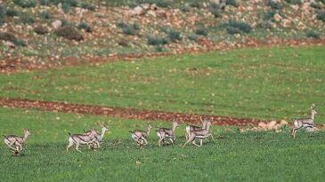 13.288 HEKTARLIK ALAN  DAĞ CEYLANLARININ