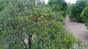 SICAK HAVALAR NARENCİYE AĞAÇLARINI VURDU