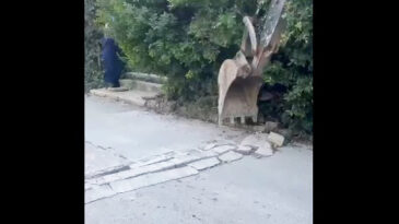 İzinsiz yapılan kasisler kaldırıldı