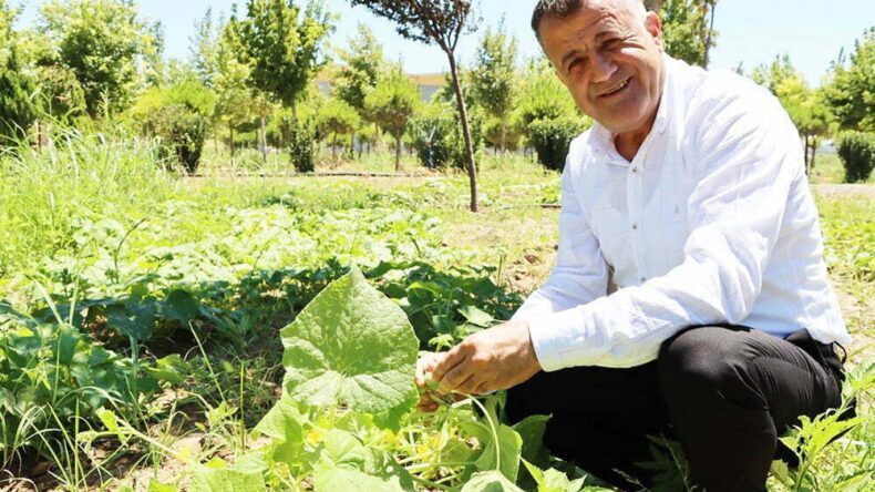 REYHANLI BELEDİYESİ KENT ORMANI MEYVE VERDİ