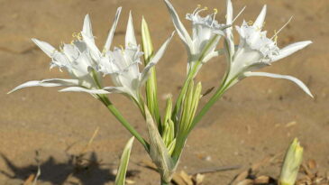 KUM ZAMBAĞINI KOPARANA 48 BİN LİRA CEZA VERİLECEK