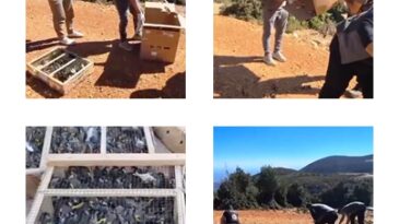 Saka kuşları özgürlüğe kavuştu