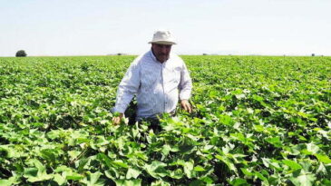 Amik Ovası’nda pamukta ‘zenk’ hastalığı endişelendiriyor