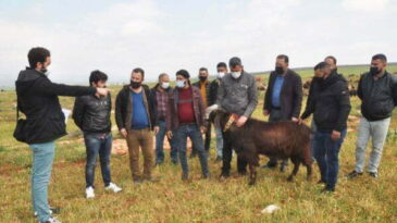 REYHANLI’DA BESİCİLERE SAHADA ‘SÜRÜ YÖNETİCİLİĞİ’ KURSU