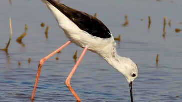 Reyhanlı Barajı’nda Tür Sayısı Artıyor