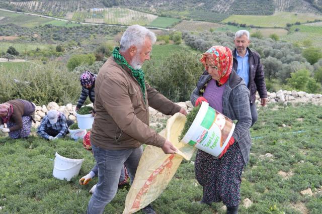 Hem şifa deposu hem mahallenin geçim kaynağı!
