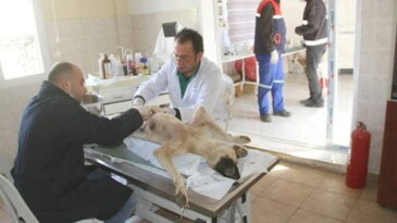 SOKAK HAYVANLARINA HBB ŞEFKATİ