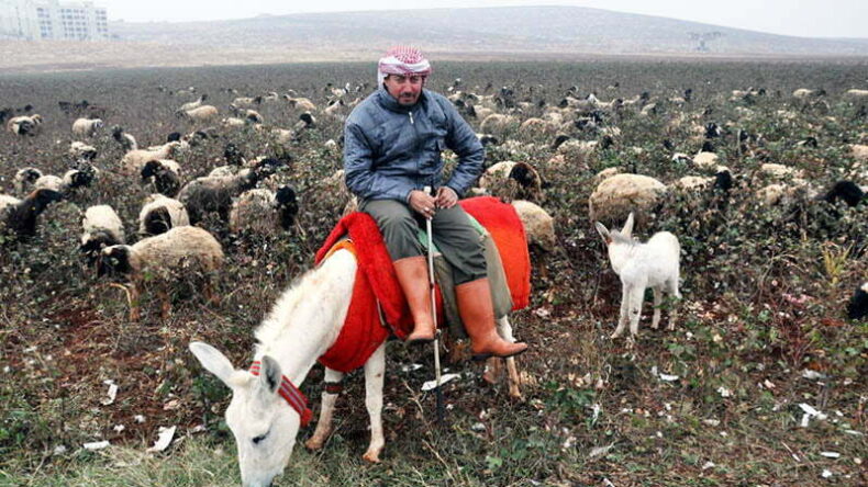 Koruma altındaki beyaz eşeklerin sayısı 16 yılda 108’e yükseldi