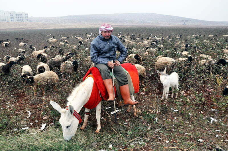 Koruma altındaki beyaz eşeklerin sayısı 16 yılda 108’e yükseldi