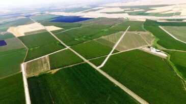 HATAY’DA HEDEF 556 BİN DEKAR ALAN TOPLULAŞTIRMA